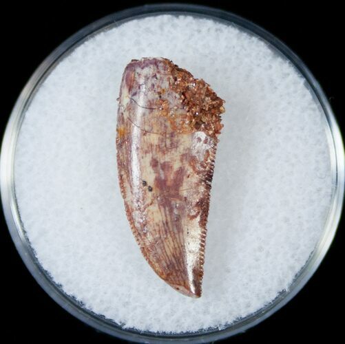 Good Quality Raptor Tooth From Morocco - #14055